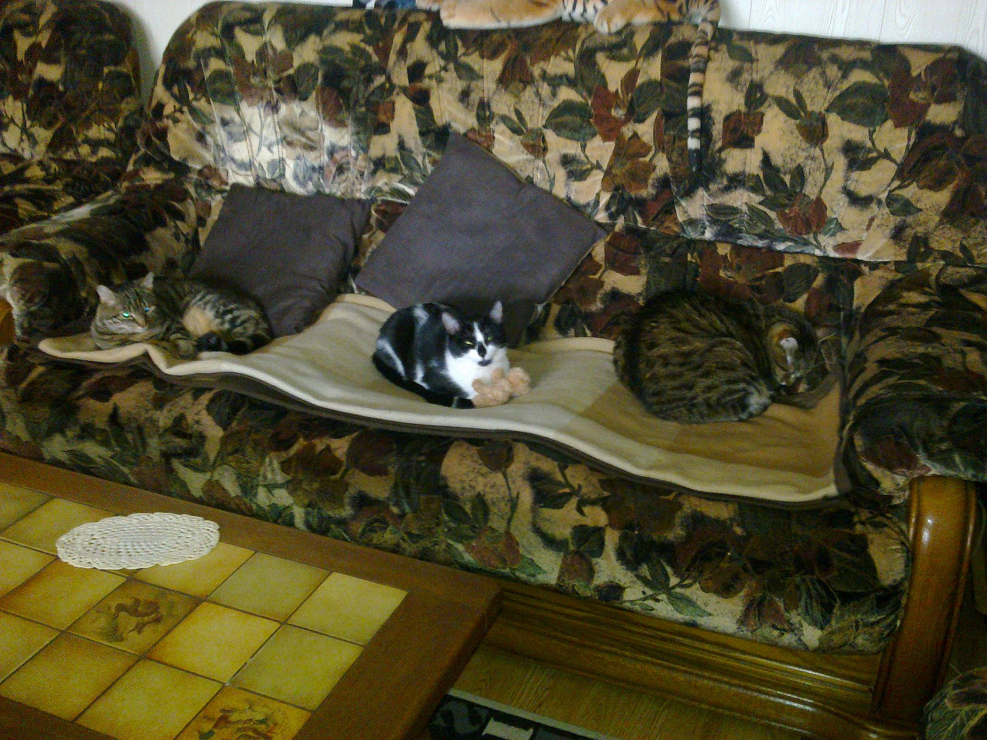 Bibiche a rejoint le concours — aidez-le/la à gagner de superbes lots ! canidae, carnivore, couch, dog, dog_breed, military_camouflage, non_sporting_group, room, sporting_group