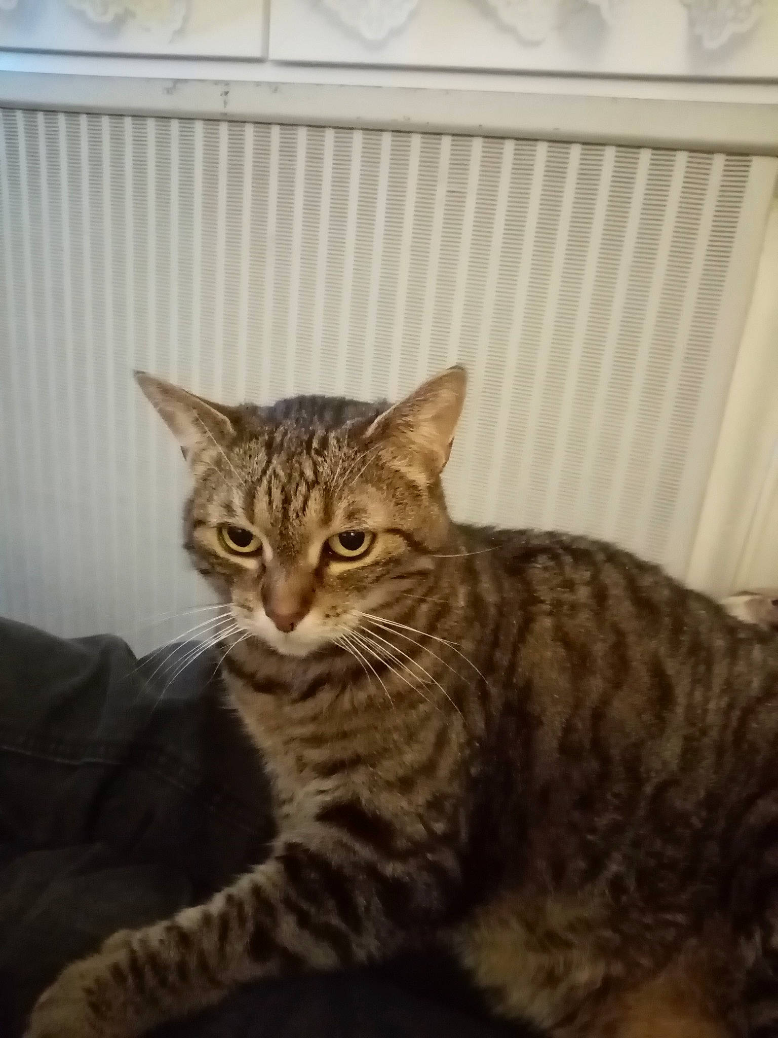 Bibiche participe au concours pour gagner de l'argent avec cette photo : american_shorthair, asian, bengal, california_spangled, carnivore, cat, domestic_short_haired_cat, dragon_li, egyptian_mau, european_shorthair, felidae, kitten, mammal, ocicat, pixie_bob, savannah, small_to_medium_sized_cats, tabby_cat, vertebrate, whiskers