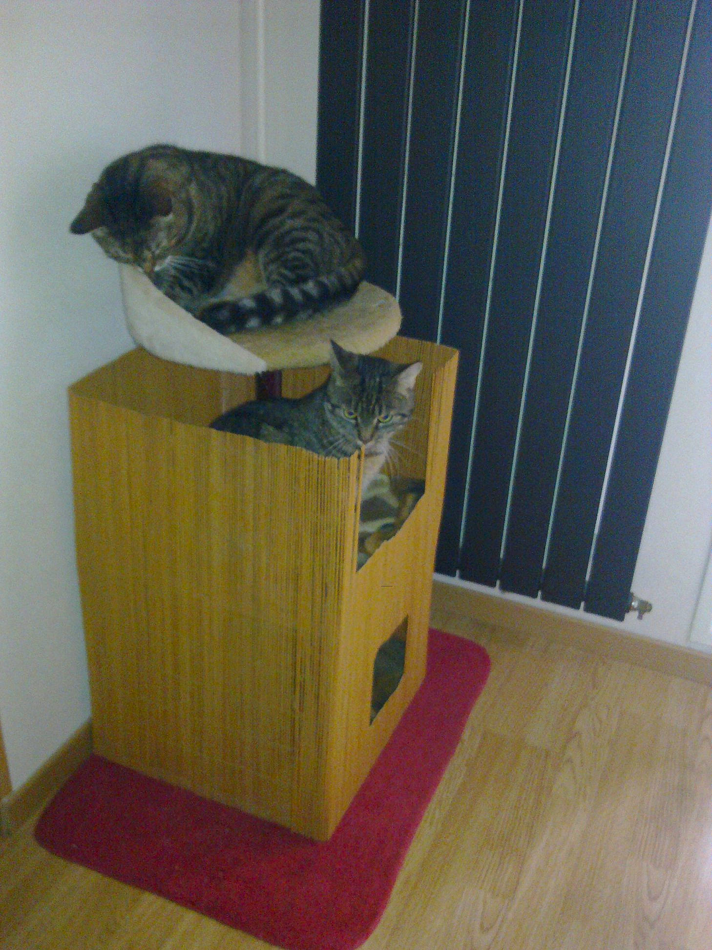 Bibiche participe au concours pour gagner de l'argent avec cette photo : animal_shelter, cage, cat, cat_furniture, felidae, pet_supply, small_to_medium_sized_cats, tail