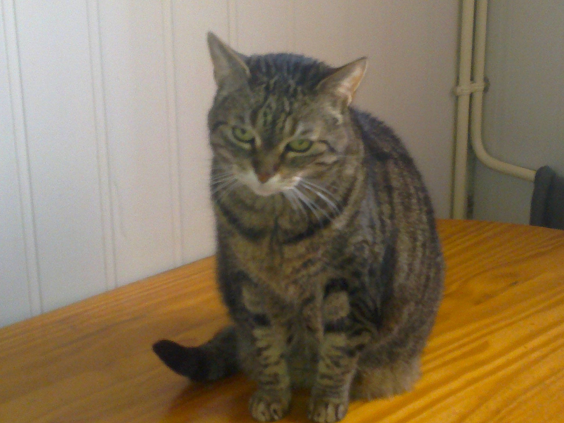 Bibiche participe au concours pour gagner de l'argent avec cette photo : american_shorthair, asian, australian_mist, british_semi_longhair, california_spangled, carnivore, cat, domestic_short_haired_cat, dragon_li, european_shorthair, felidae, kurilian_bobtail, mammal, pixie_bob, small_to_medium_sized_cats, tabby_cat, vertebrate, whiskers