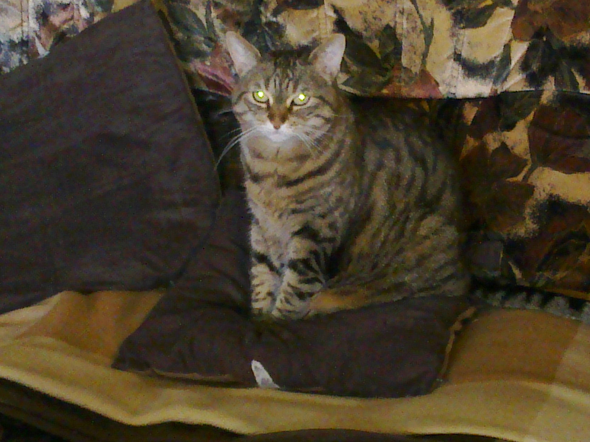 Bibiche participe au concours pour gagner de l'argent avec cette photo : asian, australian_mist, bengal, california_spangled, carnivore, cat, domestic_short_haired_cat, dragon_li, egyptian_mau, european_shorthair, felidae, mammal, ocicat, pixie_bob, small_to_medium_sized_cats, sokoke, tabby_cat, toyger, vertebrate, whiskers