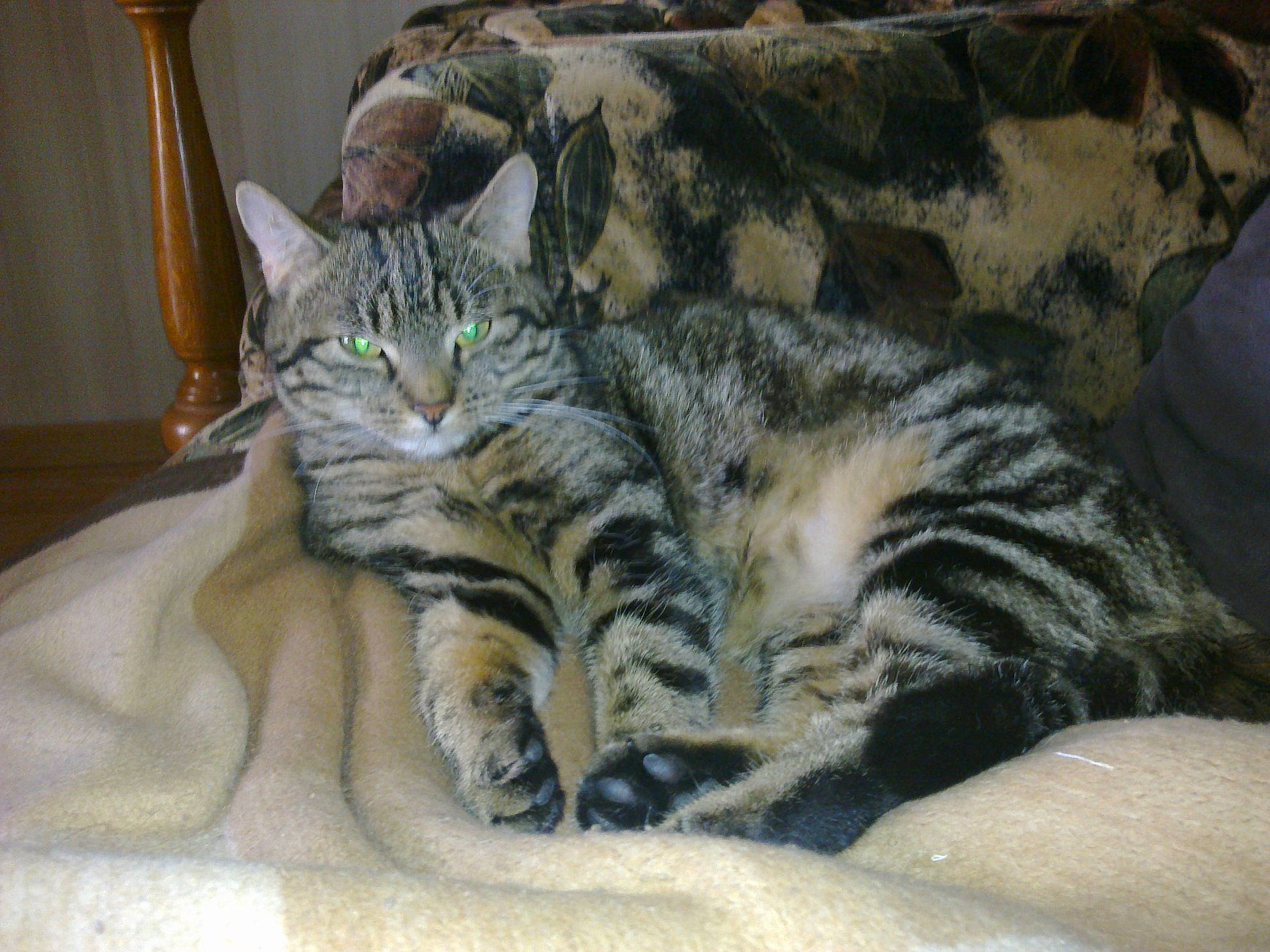 Nounette a rejoint le concours — aidez-le/la à gagner de superbes lots ! american_shorthair, asian, bengal, california_spangled, carnivore, cat, domestic_short_haired_cat, dragon_li, egyptian_mau, european_shorthair, felidae, kitten, mammal, ocicat, pixie_bob, small_to_medium_sized_cats, tabby_cat, toyger, vertebrate, whiskers