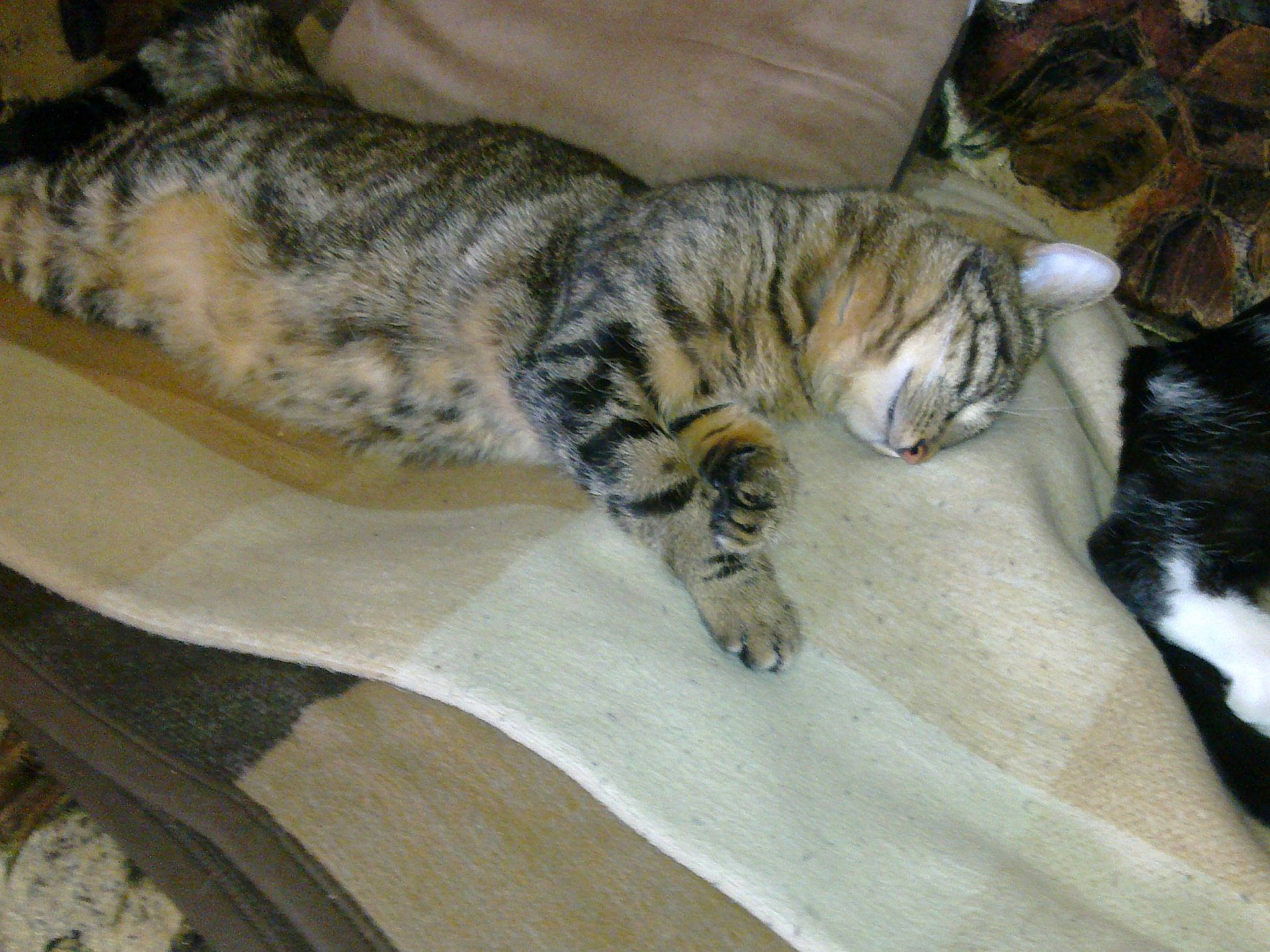 Nounette a rejoint le concours — aidez-le/la à gagner de superbes lots ! american_shorthair, bengal, carnivore, cat, domestic_short_haired_cat, dragon_li, egyptian_mau, european_shorthair, felidae, mammal, ocicat, small_to_medium_sized_cats, sokoke, tabby_cat, toyger, whiskers