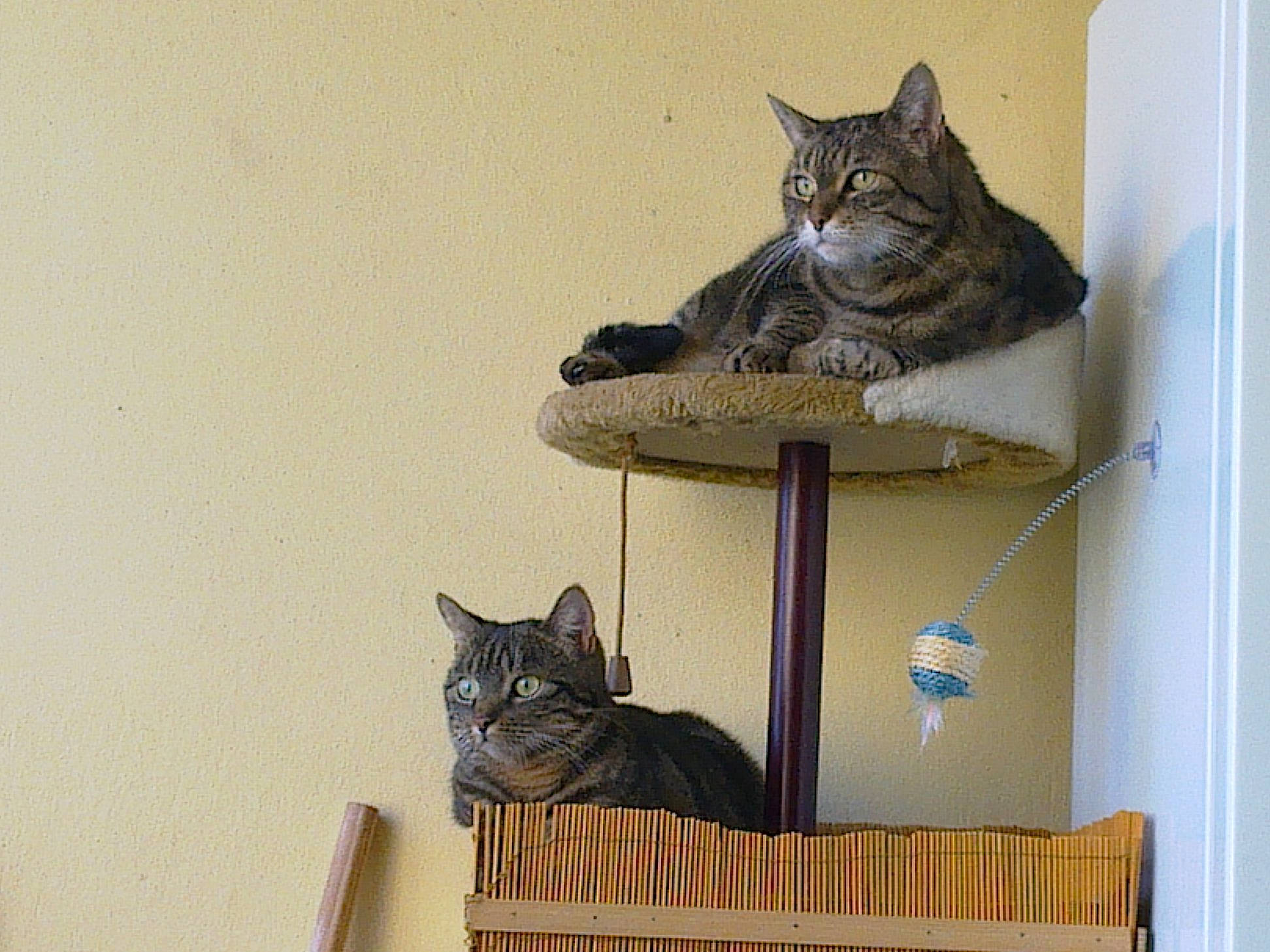 Nounette a rejoint le concours — aidez-le/la à gagner de superbes lots ! american_shorthair, asian, carnivore, cat, domestic_short_haired_cat, dragon_li, european_shorthair, felidae, furniture, kitten, pixie_bob, polydactyl_cat, shelf, small_to_medium_sized_cats, tabby_cat, whiskers, wood