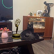 Mishka Salem Aep joined the competition — help win amazing prizes! black_cat, cat, coffee_table, emmy_award, living_room, wooden_floor, cabinet, glassware, sculpture, television, vase, flowers, decor, furniture, indoor, flooring, statue, tabletop, pet, animal