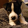 Blue is registered to the contest to win money with this photo: animal, black_and_white, blanket, closeup, cozy, cute, dog, eyes, face, fur, indoor, nose, paw, pet, portrait, puppy, resting, soft, texture, young