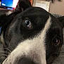 Blue joined the competition — help win amazing prizes! animal, canine, cat, computer, computerhardware, dog, electronics, furniture, hardware, hound, husky, laptop, monitor, pc, pet, plant, puppy, screen, table, tv