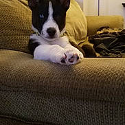 Blue joined the competition — help win amazing prizes! animal, black_and_white, blue_eye, canine, comfort, couch, cute, dog, ears, fur, furniture, home, indoor, living_room, mammal, paw, pet, puppy, relaxing, young
