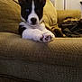 animal, black_and_white, blue_eye, canine, comfort, couch, cute, dog, ears, fur, furniture, home, indoor, living_room, mammal, paw, pet, puppy, relaxing, young