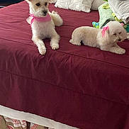 Lilian Valdez joined the competition — help win amazing prizes! animal, bed, bedspread, blanket, cozy, cute, dog, domestic, fabric, fluffy, fur, indoor, pet, pillow, pink_bow, pink_collar, relaxing, resting, two_dogs, white_dog