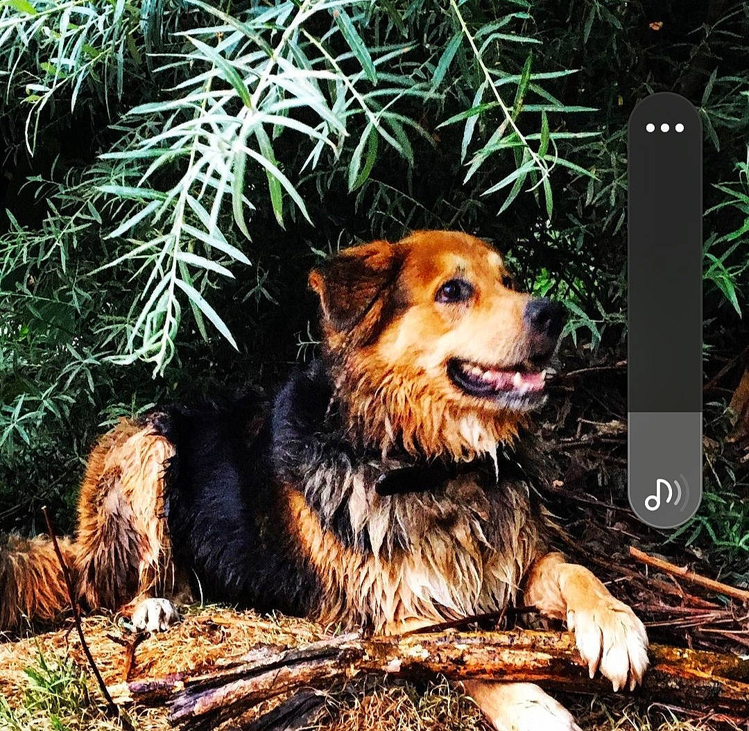 Bibiche a rejoint le concours — aidez-le/la à gagner de superbes lots ! art, canidae, carnivore, clock, companion_dog, conifer, dog, dog_breed, fur, grass, jungle, natural_landscape, plant, sporting_group, terrestrial_animal, tree, trunk, whiskers, wildlife, wood