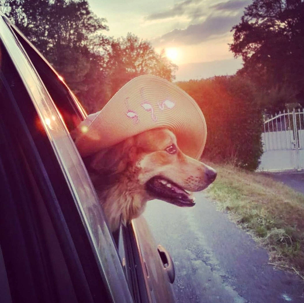 Bibiche participe au concours pour gagner de l'argent avec cette photo : car, carnivore, cloud, companion_dog, cool, dog, dog_breed, eyewear, fawn, grass, happy, helmet, lens_flare, plant, sky, summer, sunlight, tints_and_shades, tree, vehicle_door