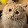 Toast joined the competition — help win amazing prizes! cat, close_up, fluffy, beige, whiskers, ears, curious_eyes, indoor, pet, feline, portrait, animal, mammal, soft_focus, cute, domestic_cat, face, nose, fur, expression