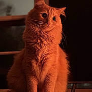 Toast joined the competition — help win amazing prizes! cat, orange_cat, fluffy, indoor, pet, animal, fur, sitting, curious, portrait, warm_lighting, moody, whiskers, ears, eyes, floor, tail, window, shadow, quiet