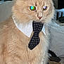 Toast is registered to the contest to win money with this photo: animal, business, carpet, cat, clothing, collar, cute, domestic, ears, feline, fluffy, fur, household, indoor, pet, portrait, serious, sitting, tie, whiskers