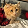 Toast joined the competition — help win amazing prizes! animal, bed, cat, close_up, cozy, curious, cute, domestic_cat, eyes, feline, fur, ginger_cat, indoor, mammal, pet, plaid_shirt, red_and_black, resting, soft, whiskers