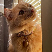 Toast joined the competition — help win amazing prizes! animal, blinds, cat, closeup, collar, curious, cute, domestic_cat, feline, fluffy, fur, indoor, mammal, orange_cat, pet, portrait, shadow, sunlight, whiskers, window