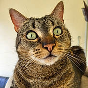 Perle participe au concours pour gagner de l'argent avec cette photo : cat, tabby, close_up, green_eyes, whiskers, fur, pet, animal, curious, indoor, portrait, mammal, face, ears, nose, feline, domestic, cute, alert, background_blur