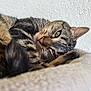 Perle a rejoint le concours — aidez-le/la à gagner de superbes lots ! cat, tabby, sleeping, closeup, fur, whiskers, paw, blanket, indoor, pet, relaxed, resting, cozy, soft, texture, animal, green_eyes, striped, cute, wall