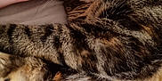 Perle a rejoint le concours — aidez-le/la à gagner de superbes lots ! cat, tabby_cat, pet, feline, animal, whiskers, fur, striped, closeup, bed, hand, indoor, cozy, resting, cute, alert, paw, domestic_animal, mammal, companion