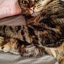 cat, tabby_cat, pet, feline, animal, whiskers, fur, striped, closeup, bed, hand, indoor, cozy, resting, cute, alert, paw, domestic_animal, mammal, companion