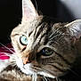 cat, close_up, tabby, whiskers, heterochromia, green_eye, blue_eye, fur, pet, animal, portrait, domestic_cat, face, ear, nose, eye, indoor, soft_light, shadow, background_blur