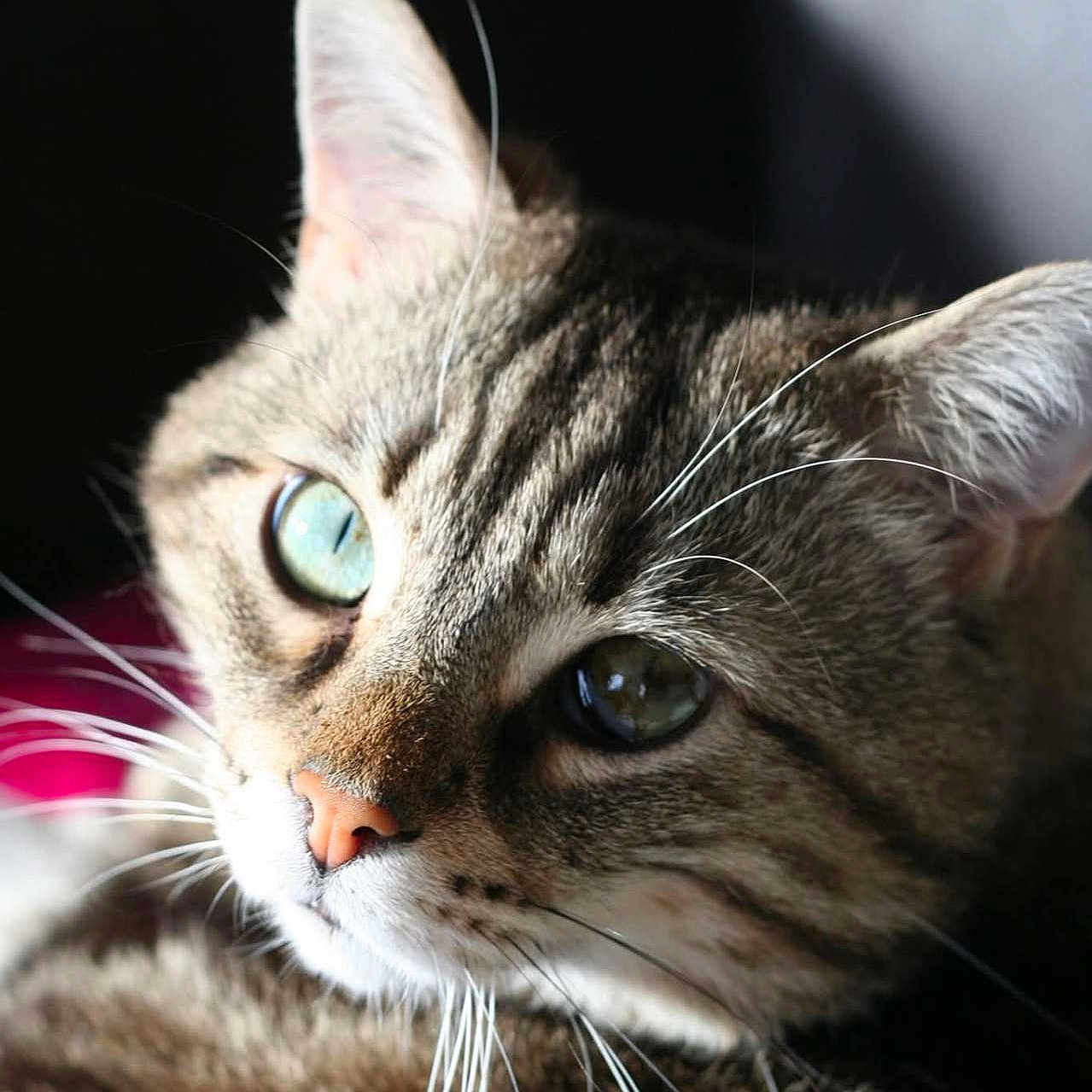 Phaebus a rejoint le concours — aidez-le/la à gagner de superbes lots ! animal, background_blur, blue_eye, cat, close_up, domestic_cat, ear, eye, face, fur, green_eye, heterochromia, indoor, nose, pet, portrait, shadow, soft_light, tabby, whiskers