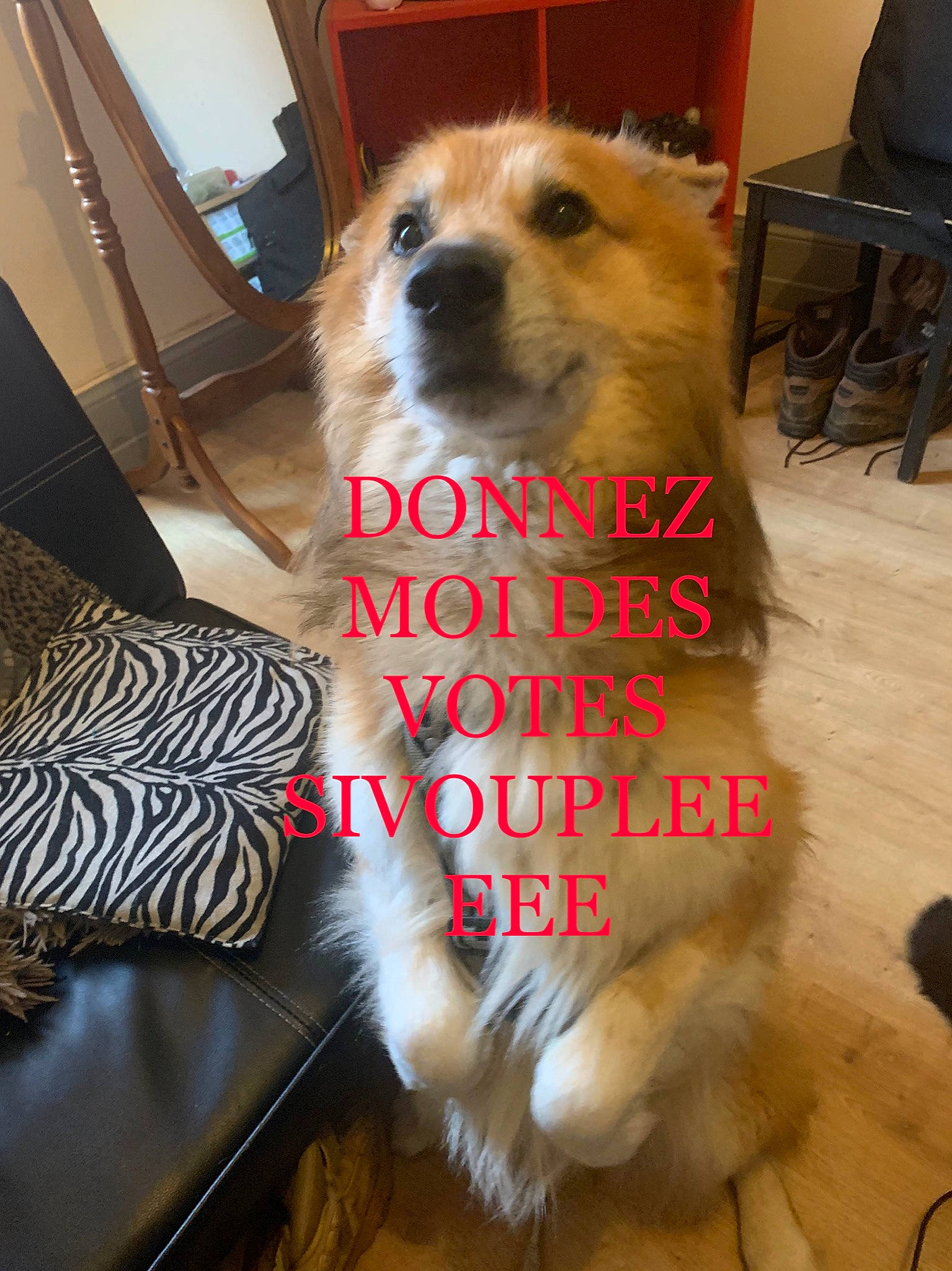 Loup a rejoint le concours — aidez-le/la à gagner de superbes lots ! aircraft, canidae, carnivore, chair, collar, companion_dog, couch, dog, dog_breed, dog_supply, fawn, flooring, fur, pet_supply, photo_caption, smile, snout, sporting_group, toy_dog, whiskers