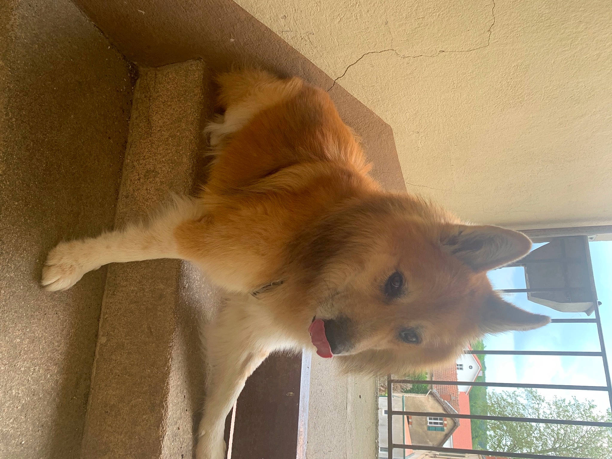 Loup participe au concours pour gagner de l'argent avec cette photo : animal_shelter, canidae, carnivore, companion_dog, dog, dog_breed, fawn, fur, non_sporting_group, paw, pet_supply, snout, spitz, sporting_group, tail, terrestrial_animal, watch, whiskers, wildlife, wood