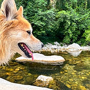 Loup a rejoint le concours — aidez-le/la à gagner de superbes lots ! dog, animal, outdoor, nature, stream, water, rocks, greenery, panting, fur, collar, leash, tongue, happy, side_profile, forest, daylight, canine, pet, landscape