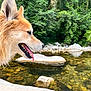 dog, animal, outdoor, nature, stream, water, rocks, greenery, panting, fur, collar, leash, tongue, happy, side_profile, forest, daylight, canine, pet, landscape