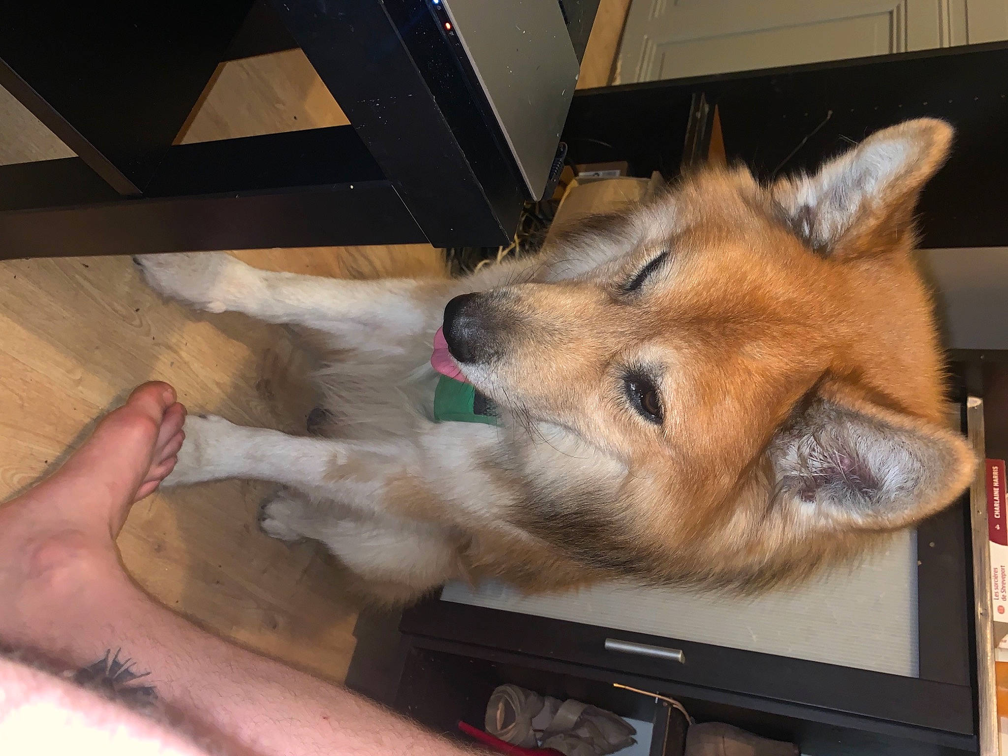 Loup a rejoint le concours — aidez-le/la à gagner de superbes lots ! canidae, canis, carnivore, companion_dog, dog, dog_breed, dog_supply, fawn, flooring, fur, hardwood, non_sporting_group, paw, snout, spitz, sporting_group, whiskers, wood, working_animal, working_dog