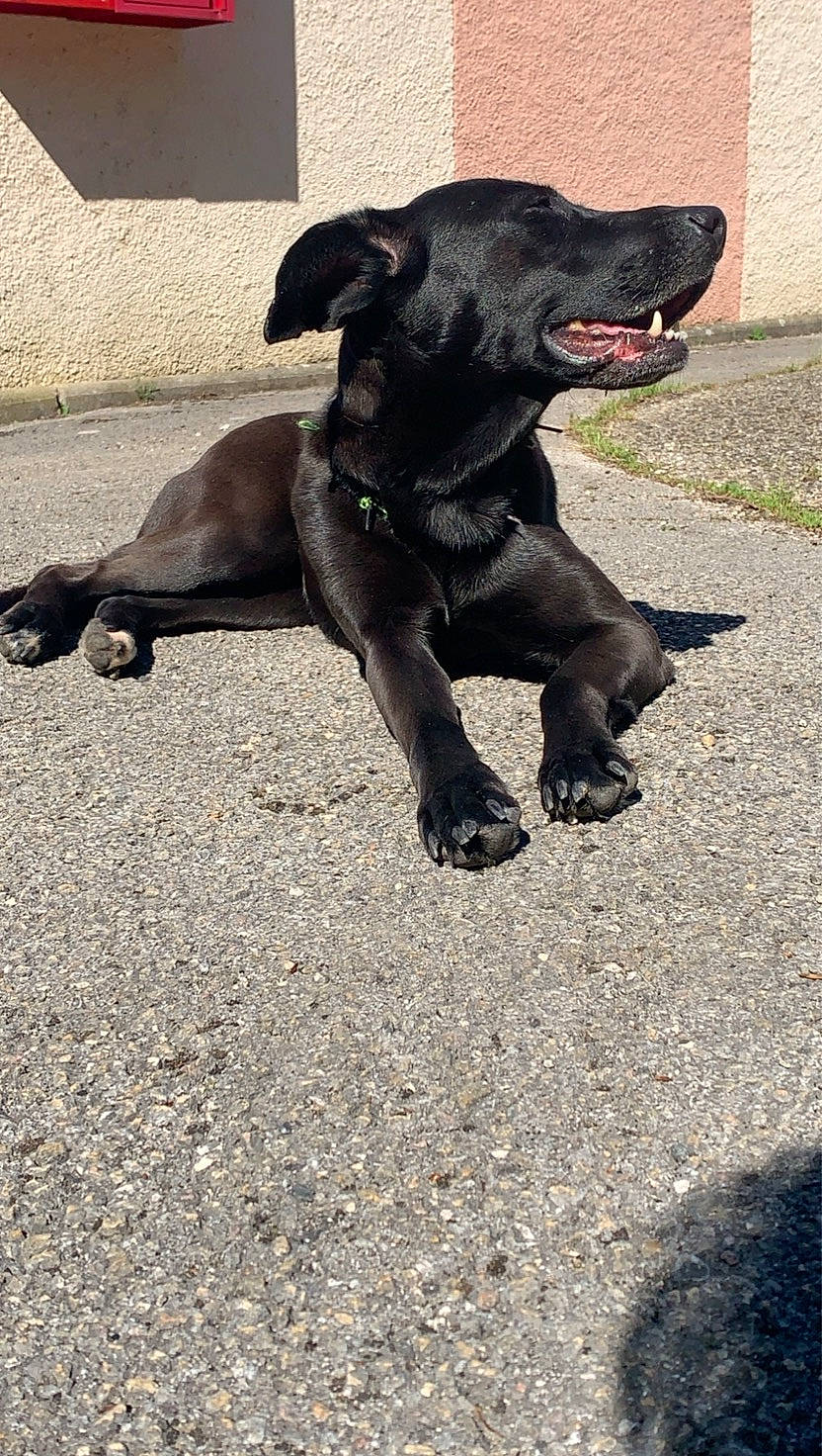 Shiva participe au concours pour gagner de l'argent avec cette photo : borador, canidae, carnivore, collar, companion_dog, dog, dog_breed, dog_collar, fawn, guard_dog, gun_dog, liver, non_sporting_group, paw, road_surface, sporting_group, street_dog, tail, terrestrial_animal, working_animal