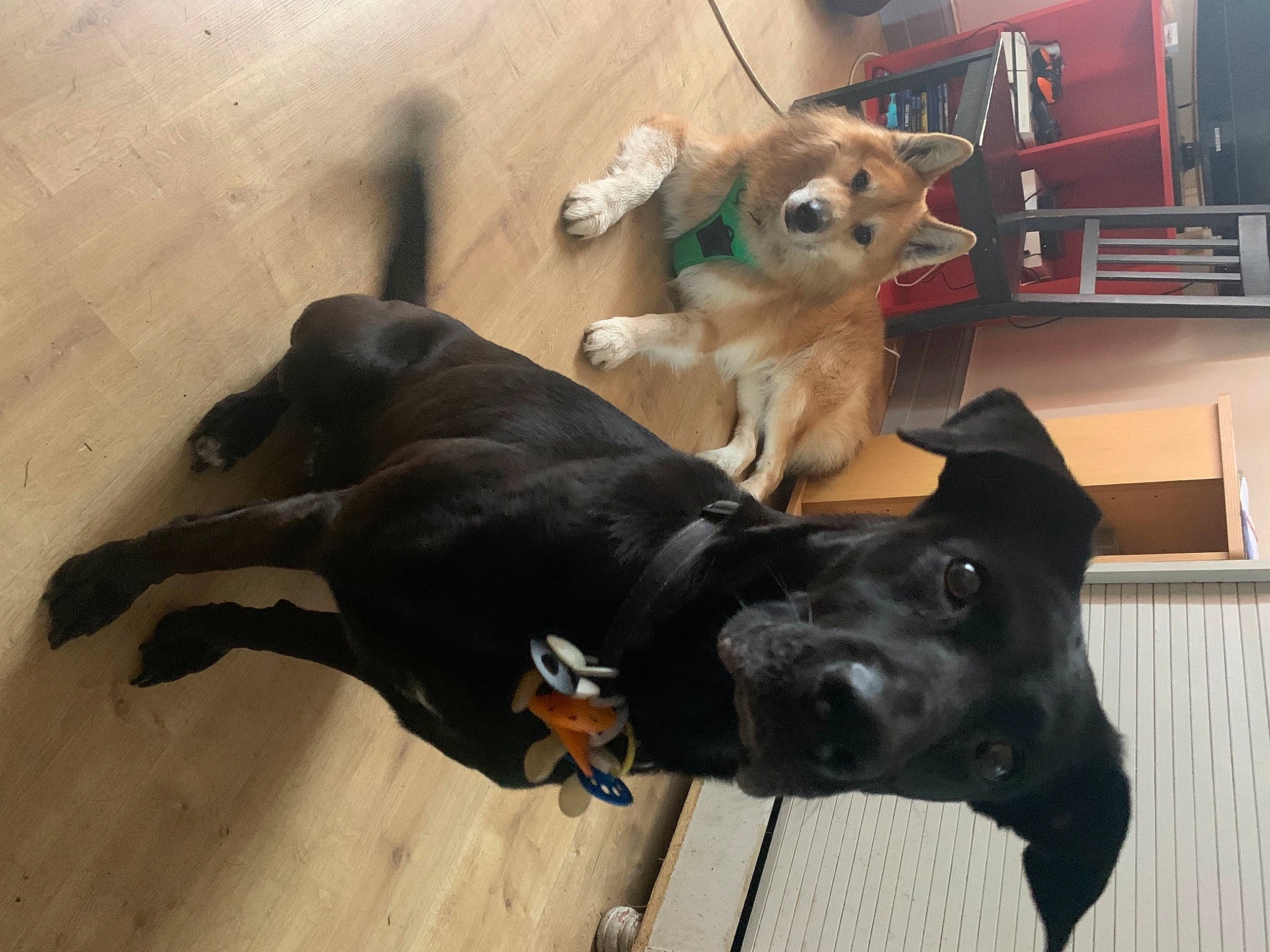 Shiva a rejoint le concours — aidez-le/la à gagner de superbes lots ! bookcase, borador, carnivore, comfort, companion_dog, dog, dog_breed, dog_collar, fawn, floor, flooring, fur, guard_dog, hardwood, mammal, shelf, tail, toy_dog, whiskers, working_animal