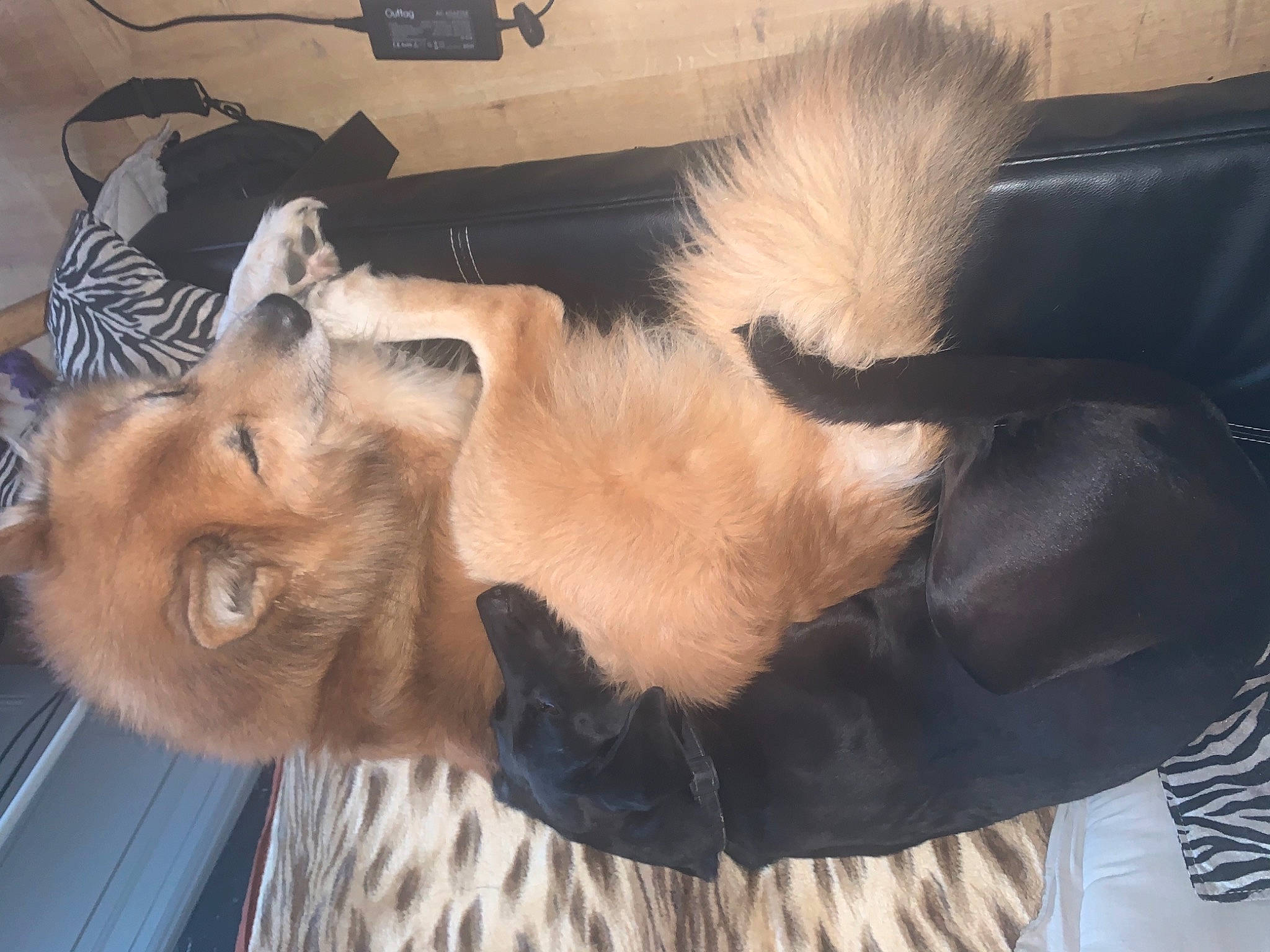 Shiva participe au concours pour gagner de l'argent avec cette photo : border_terrier, canidae, carnivore, claw, comfort, companion_dog, dog, dog_breed, fawn, felidae, foot, fur, nap, non_sporting_group, paw, small_to_medium_sized_cats, sporting_group, tail, whiskers