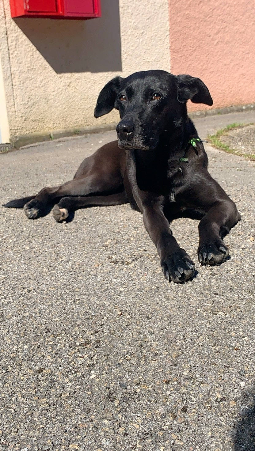 Shiva a rejoint le concours — aidez-le/la à gagner de superbes lots ! borador, canidae, carnivore, companion_dog, dog, dog_breed, dog_collar, fawn, guard_dog, gun_dog, hunting_dog, road_surface, snout, sporting_group, street_dog, tail, terrestrial_animal, working_animal, working_dog