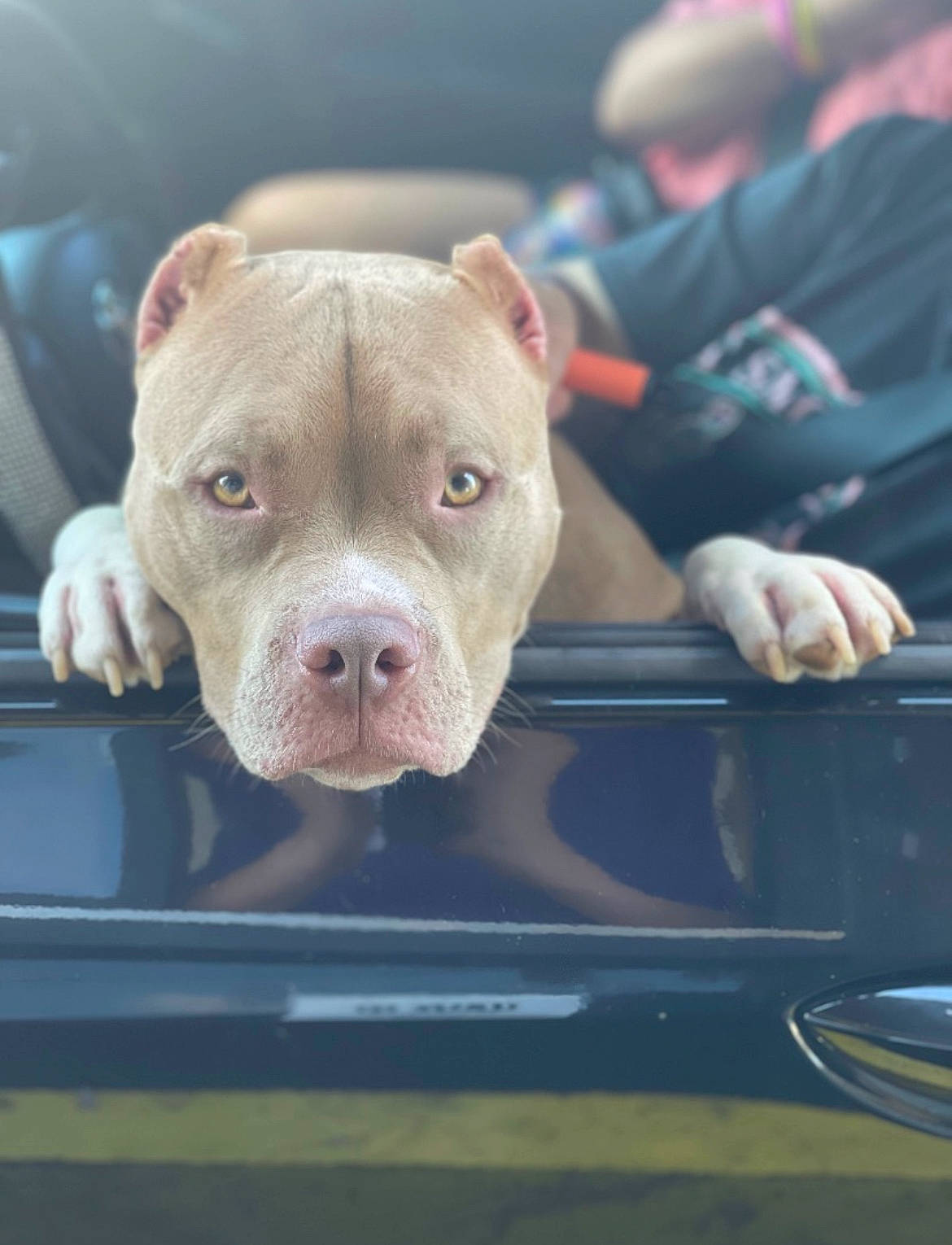 Ace is registered to the contest to win money with this photo: auto_part, automotive_exterior, bumper, cuisine, dessert, dish, dog_breed, domestic_pig, fawn, grille, ingredient, metal, non_sporting_group, snout, suidae, tableware, terrestrial_animal, windshield