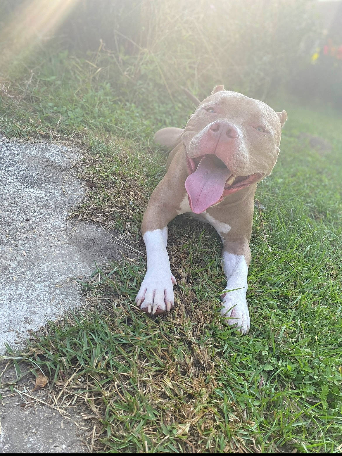 Ace joined the competition — help win amazing prizes! barefoot, fawn, foot, fun, fur, gesture, grass, grass_family, grassland, hand, happy, human_leg, knee, lawn, people_in_nature, plant, sitting, soil, tail, thigh