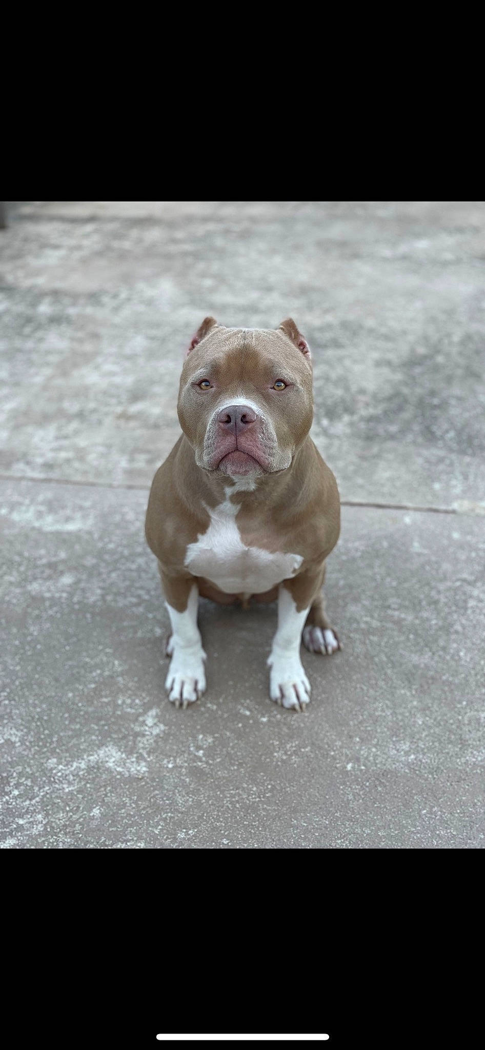 Ace joined the competition — help win amazing prizes! bulldog, canidae, carnivore, companion_dog, concrete, dog, dog_breed, fawn, non_sporting_group, road_surface, snout, sporting_group, terrestrial_animal, toy, wildlife