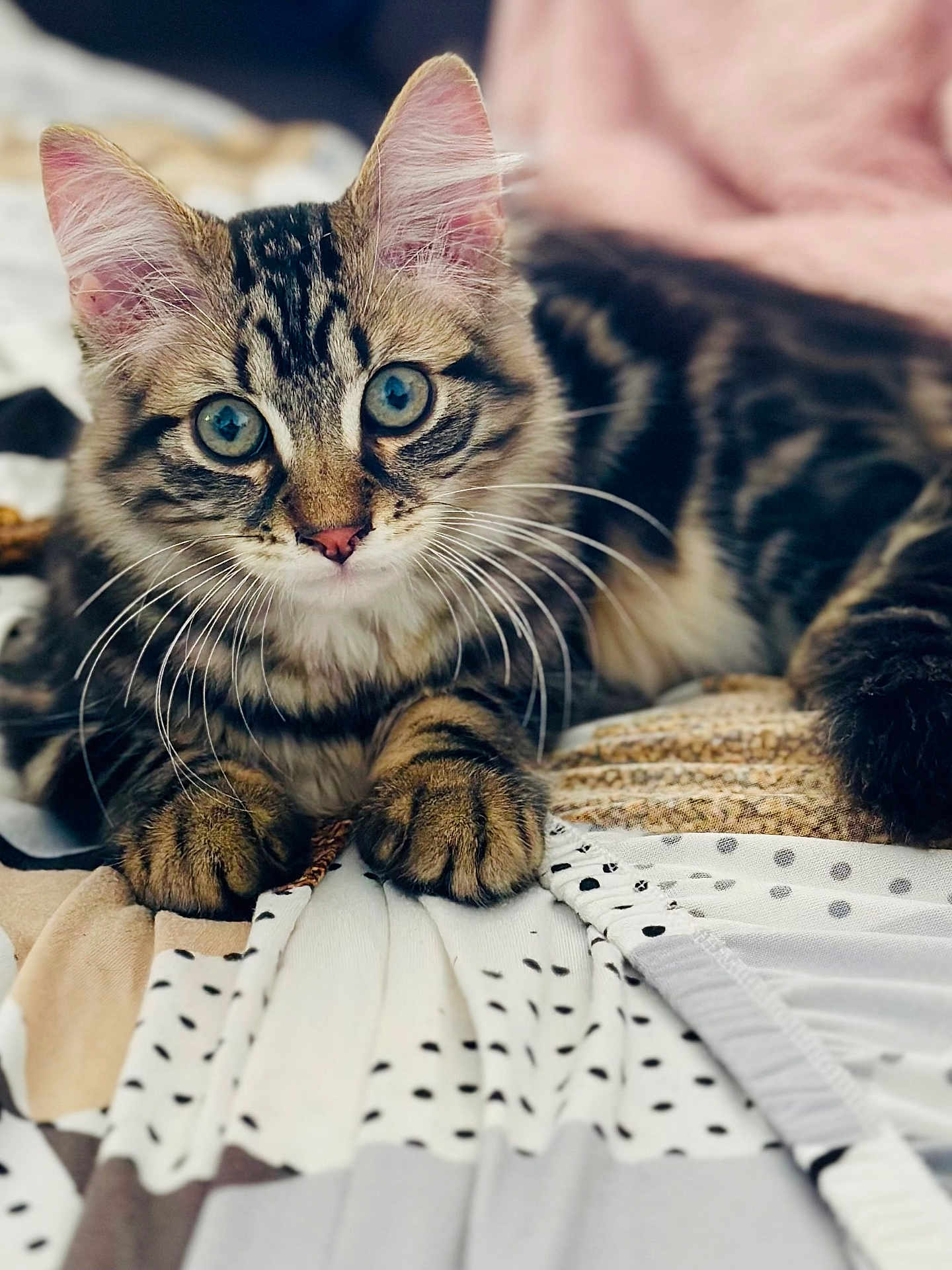 Minoush a rejoint le concours — aidez-le/la à gagner de superbes lots ! cat, kitten, tabby, blue_eyes, whiskers, paws, fur, ears, bed, quilt, pattern, indoor, close_up, pet, animal, cute, curious, lying_down, soft, domestic