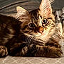 Minoush participe au concours pour gagner de l'argent avec cette photo : kitten, cat, tabby, fur, whiskers, ears, bedspread, pattern, indoor, pet, animal, cute, closeup, portrait, feline, young, soft_light, relaxed, curious, lying_down
