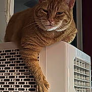 Lucy joined the competition — help win amazing prizes! cat, ginger_cat, feline, pet, indoor, air_conditioner, portable_air_conditioner, paw, relaxed, lounging, fur, whiskers, ears, domestic_cat, household, appliance, orange_fur, resting, close_up, cute