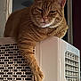 cat, ginger_cat, feline, pet, indoor, air_conditioner, portable_air_conditioner, paw, relaxed, lounging, fur, whiskers, ears, domestic_cat, household, appliance, orange_fur, resting, close_up, cute