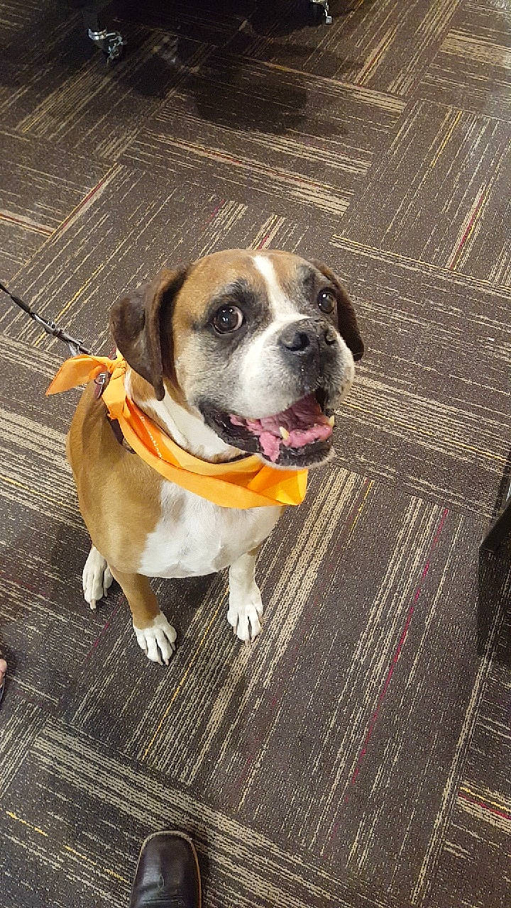 Buddy joined the competition — help win amazing prizes! boxer, canidae, carnivore, collar, companion_dog, dog, dog_breed, dog_collar, fawn, leash, mammal, puppy, rare_breed_dog, snout, sporting_group, valley_bulldog, working_dog