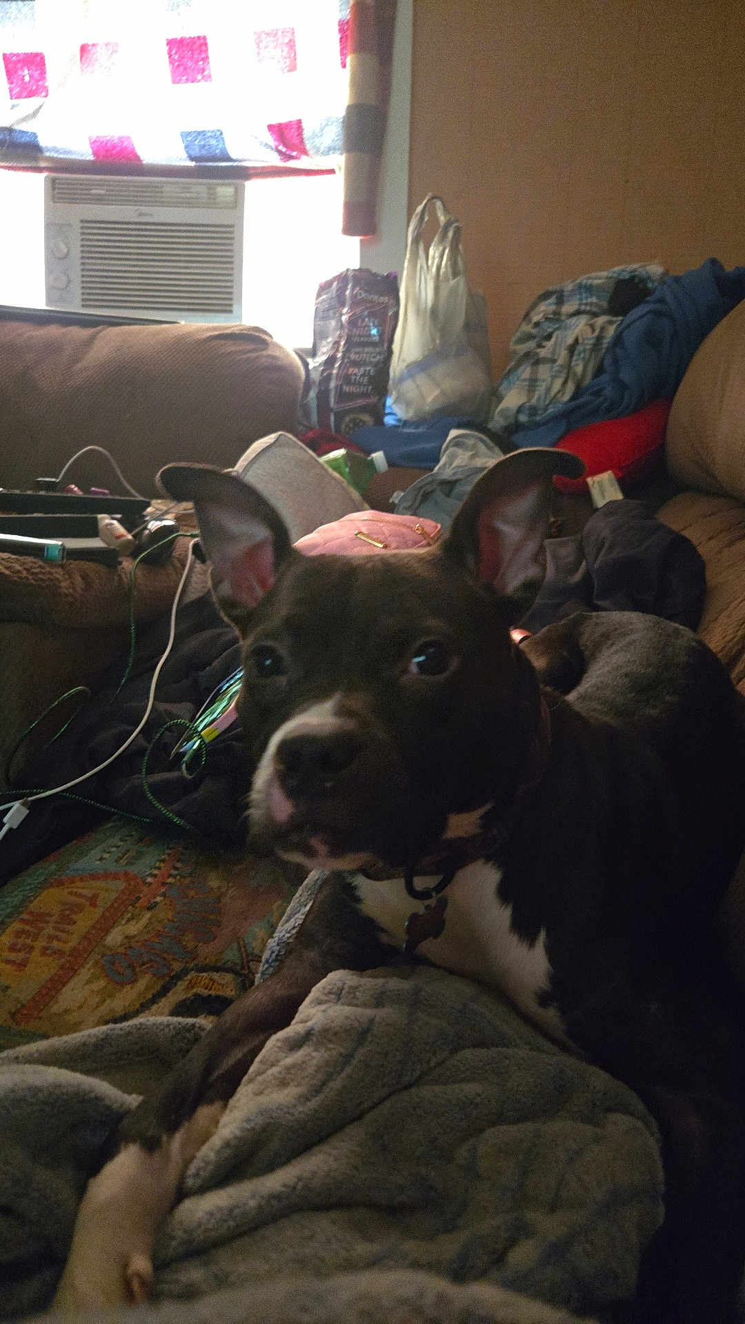 Lilly is registered to the contest to win money with this photo: dog, indoor, blanket, couch, living_room, air_conditioner, clutter, curious, black_and_white, pet, relaxing, fabric, household_items, fur, ears, snout, collar, resting, canine, domestic