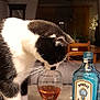 cat, black_and_white_cat, glass, wine_glass, liquid, table, bottle, gin_bottle, bombay_sapphire, indoor, curious, whiskers, feline, pet, domestic_animal, drinks, home, furniture, cozy, night
