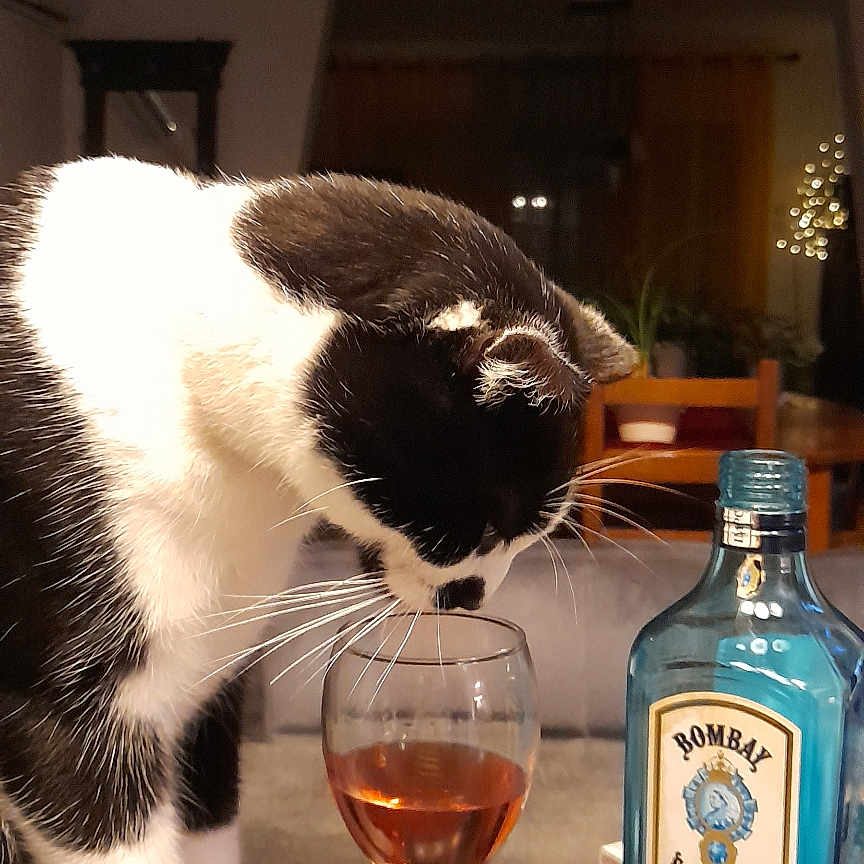 Ruby a rejoint le concours — aidez-le/la à gagner de superbes lots ! black_and_white_cat, bombay_sapphire, bottle, cat, cozy, curious, domestic_animal, drinks, feline, furniture, gin_bottle, glass, home, indoor, liquid, night, pet, table, whiskers, wine_glass
