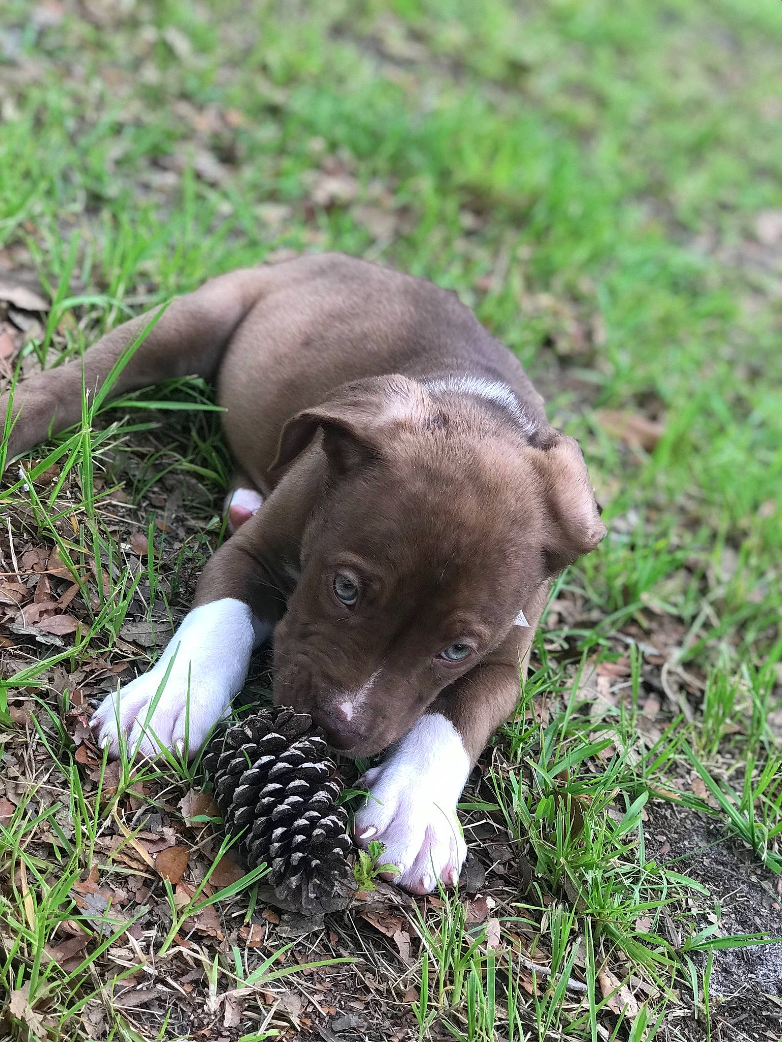 Boss is registered to the contest to win money with this photo: canidae, carnivore, companion_dog, dog, dog_breed, fawn, grass, grass_family, grassland, groundcover, liver, paw, plant, snout, soil, sporting_group, tail, terrestrial_animal, whiskers, working_animal