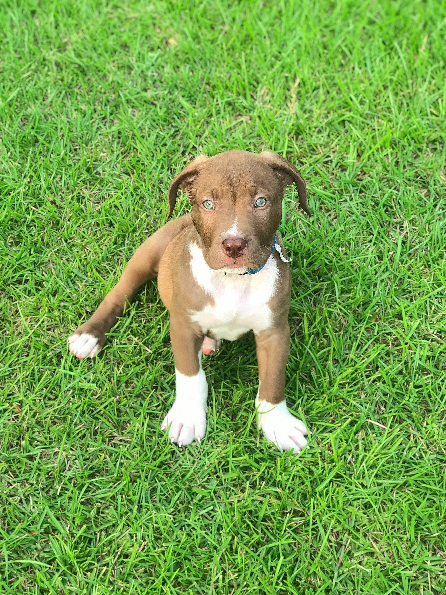 Boss is registered to the contest to win money with this photo: canidae, carnivore, companion_dog, dog, dog_breed, fawn, grass, grassland, groundcover, herbaceous_plant, hunting_dog, lawn, liver, non_sporting_group, pasture, plant, snout, sporting_group, terrestrial_animal, working_animal