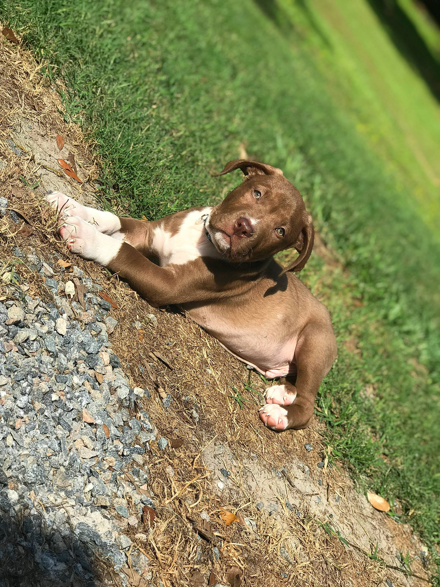 Boss joined the competition — help win amazing prizes! eye, fawn, foot, grass, happy, human_leg, landscape, leisure, people_in_nature, plant, recreation, rock, snout, soil, sporting_group, terrestrial_animal, tree, trunk, wildlife, wood